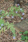 Aromatic aster